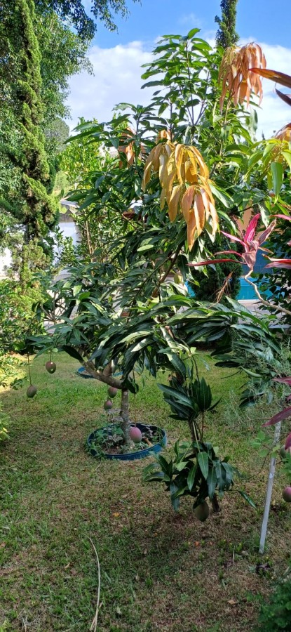 Casa, 3 quartos, 660 m² - Foto 16